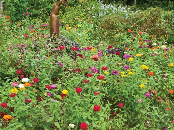All About Zinnias